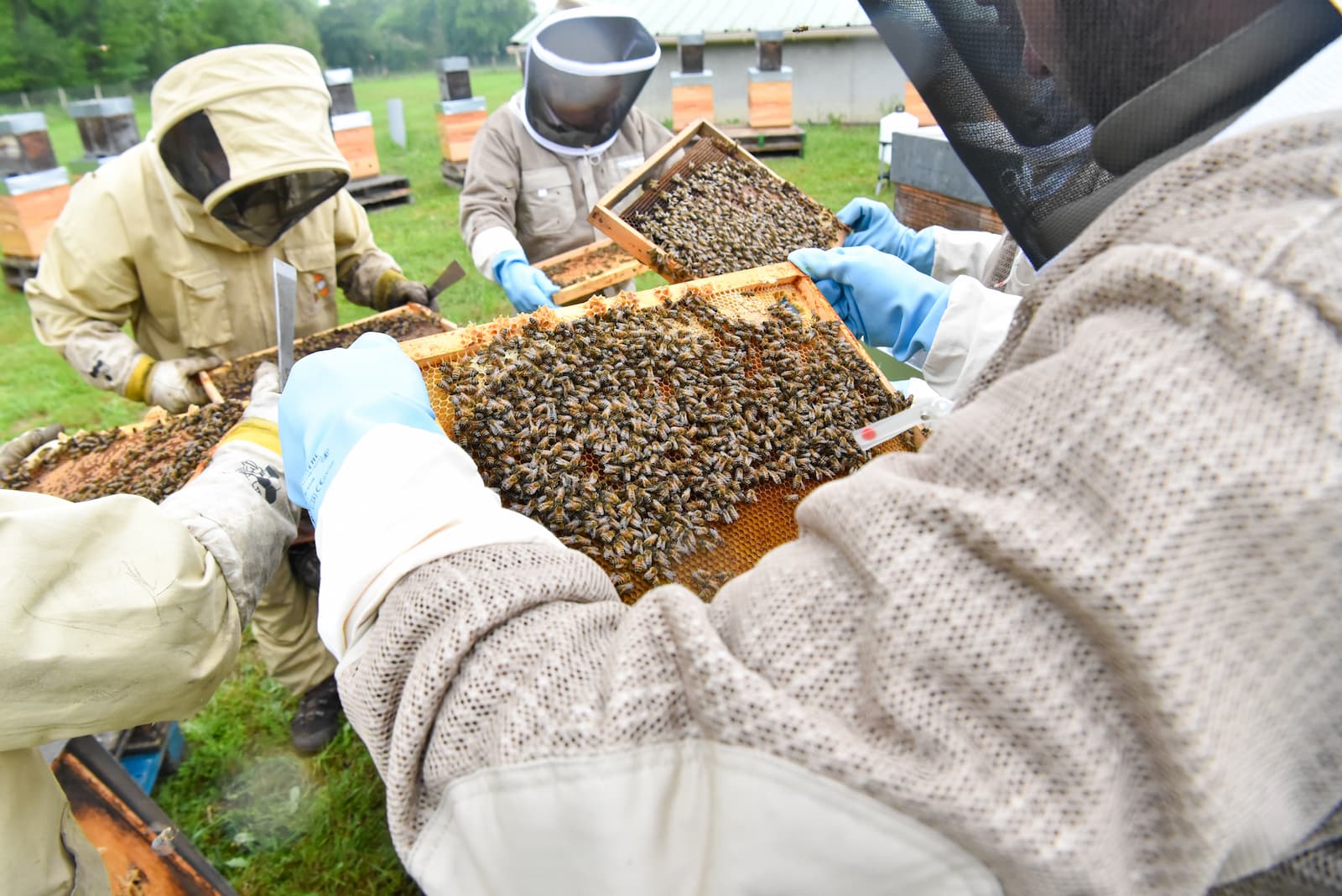 abeille - miel - apiculture
