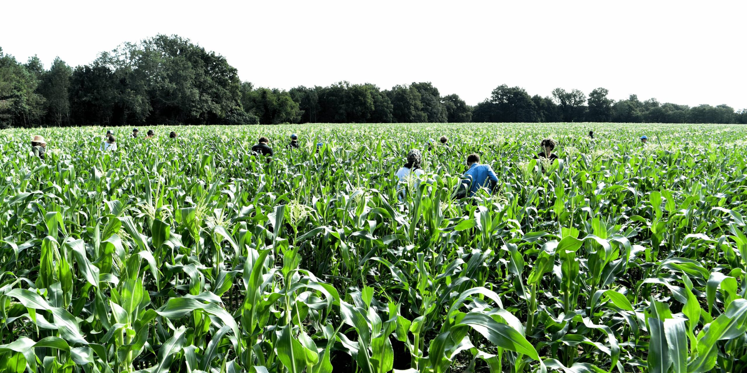 jeunes saisonniers dans un champ de maïs en période de castration