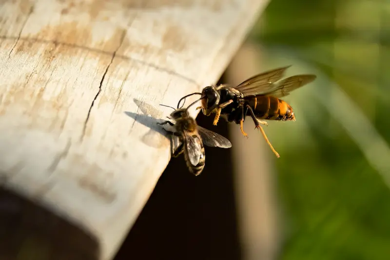 Un frelon asiatique qui attaque une abeille