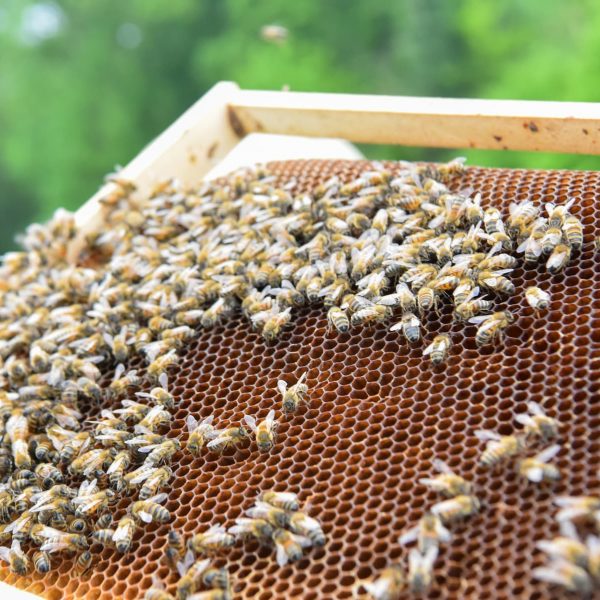 ruches, abeilles, agriculture régénératrice