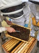 Formation apiculture à Benquet en août 2023
