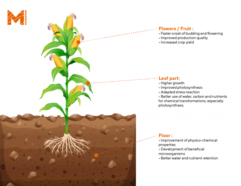 biostimulants-naturel-maisadour-mais
