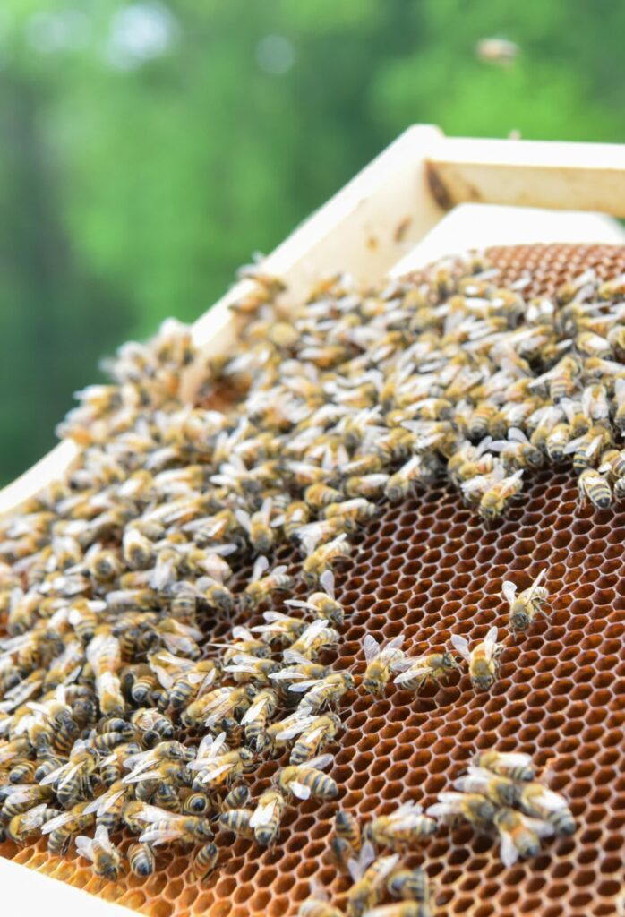 Apiculture