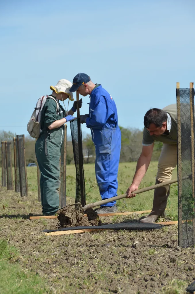 plantation de haie autour des champs bio