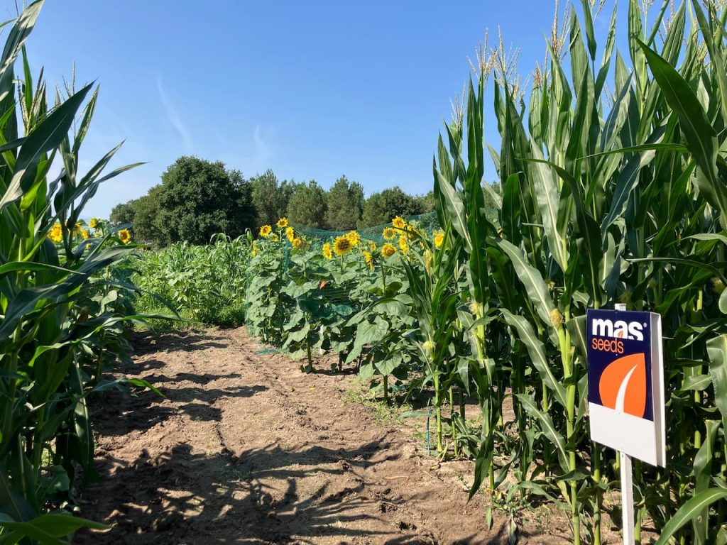 vitrine MAS Seeds 2026
