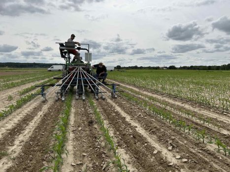 Cultures intercalaires